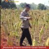 Cek Kualitas Buah Jagung Siap Panen, Polsek Widang Polresta Tuban Dukung Astacita