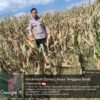 BHABINKAMTIBMAS DESA O’O CEK KESIAPAN LAHAN JAGUNG JELANG PANEN RAYA SERENTAK