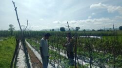 DORONG PEMANFAATAN LAHAN PEKARANGAN UNTUK KETAHANAN PANGAN, BHABINKAMTIBMAS DESA SUKA DAMAI SAMBANG WARGA
