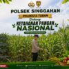 Polsek Singgahan Polresta Tuban Turun Cek Tanaman jagung Warga di Desa Mulyoagung