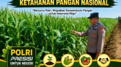 Polisi Polsek jenu Polres Tuban Turun ke Ladang, Dampingi Petani Jagung Dukung Ketahanan Pangan