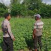 Bhabinkamtibmas Desa Pamanto Sambangi Petani dan Pantau Pertumbuhan Tanaman Kacang Kedelai