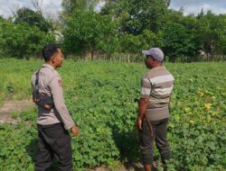 Bhabinkamtibmas Desa Pamanto Sambangi Petani dan Pantau Pertumbuhan Tanaman Kacang Kedelai