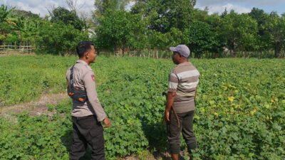 Bhabinkamtibmas Desa Pamanto Sambangi Petani dan Pantau Pertumbuhan Tanaman Kacang Kedelai