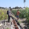 Dukung Ekonomi dan Ketahanan Pangan, Bhabinkamtibmas Desa Kerato Sambangi Warga Cek Kualitas Hasil Pertanian