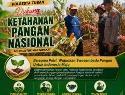 Polisi Polsek jenu Polres Tuban Turun ke Ladang, Dampingi Petani Jagung Dukung Ketahanan Pangan