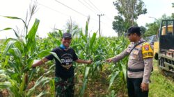 Polsek Tambakboyo Polres Tuban Turun Cek Tanaman jagung Warga di Desa Ngulahan