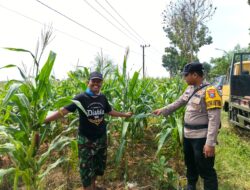 Polsek Tambakboyo Polres Tuban Turun Cek Tanaman jagung Warga di Desa Ngulahan