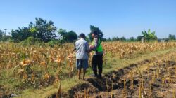 Polri Dukung Astacita, Polsek Rengel Polresta Tuban Turun Cek Tanaman Jagung Warga di Desa Sawahan