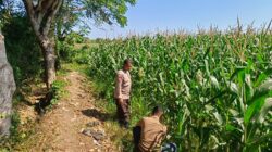 Dukung Ketahanan Pangan Nasional, Bhabinkamtibmas Desa Labuhan Pidang Tinjau dan Motivasi Petani Jagung