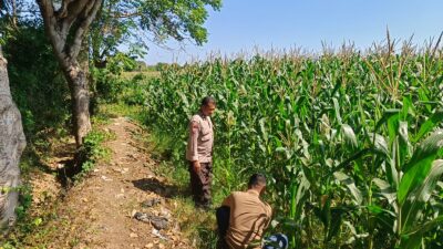 Dukung Ketahanan Pangan Nasional, Bhabinkamtibmas Desa Labuhan Pidang Tinjau dan Motivasi Petani Jagung