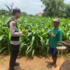 Dukung Astacita Presiden RI, Bhabinkamtibmas Polsek Jenu Polresta Tuban Cek Perkembangan Tanaman Jagung Warga