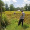 Dukung Program Prioritas Presiden, Bhabinkamtibmas Desa Ngeru Sambangi Petani Padi di Dusun Kalijaga