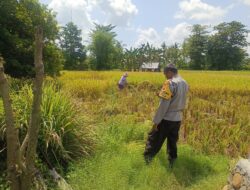 Dukung Program Prioritas Presiden, Bhabinkamtibmas Desa Ngeru Sambangi Petani Padi di Dusun Kalijaga