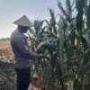 Polri Dukung Astacita, Polsek jenu Polres Tuban Turun Cek Tanaman Jagung Warga di Desa Kaliuntu