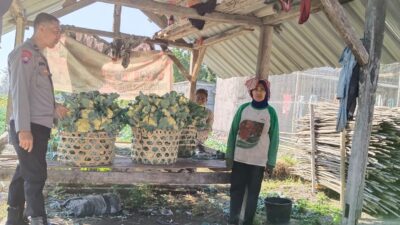  Bhabinkamtibmas Pohgading Timur Cek Panen Brokoli, Dukung Ketahanan Pangan dan Sampaikan Himbauan Kamtibmas