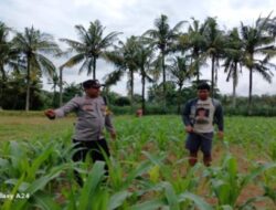Polsek Gerung Dampingi Petani Jagung Giri Tembesi Perkuat Ketahanan Pangan Desa