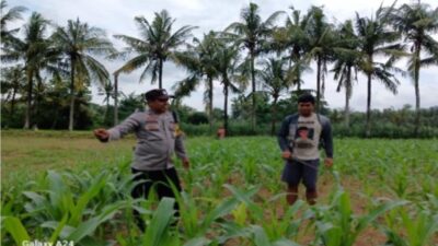 Upaya Polsek Gerung Wujudkan Mandiri Pangan Lewat Diversifikasi Pertanian Warga
