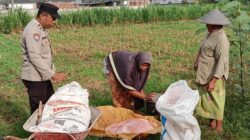 Dukung Ketahanan Pangan Nasional, Polsek Labuapi Turun Langsung Mendampingi Petani Karang Bongkot