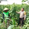 Dukung Swasembada Pangan, Polsek Labuapi Dampingi Petani Optimalkan Lahan di Lombok Barat