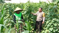 Sinergi Bhabinkamtibmas dan Petani Labuapi Manfaatkan Pekarangan Demi Kemandirian Pangan