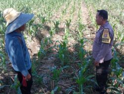 Dukung Swasembada Pangan, Bhabinkamtibmas Polsek Labuapi Turun ke Sawah Dampingi Petani Bagik Polak Barat