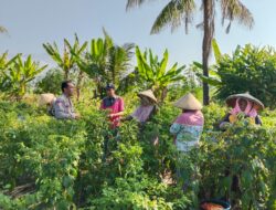 Bhabinkamtibmas Desa Pringgabaya AIPDA Marten Zakarias Leuwol Sambangi Petani, Perkuat Silaturahmi dan Sampaikan Himbauan Kamtibmas