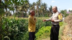 Babinkamtibmas Kelurahan Kelayu Selatan Aiptu Maksimianus Nahak Laksanakan Pengecekan Tanaman Jagung Dan Sampaikan Imbauan Kamtibmas