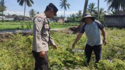 Dukung Swasembada Pangan, Bhabinkamtibmas Paokmotong Monitoring Lahan Pekarangan Pangan Bergizi