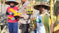 Bhabinkamtibmas Desa Bagik Papan Sambangi Petani Jagung, Dukung Ketahanan Pangan dan Imbau Warga Jaga Kamtibmas
