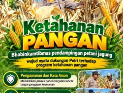 Mendukung Program Ketahanan Pangan, Bhabinkamtibmas Monitoring Pertumbuhan Jagung