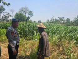 KoDukung Ketahanan Pangan Nasional, Petugas Polmas Desa Bendonglateng Polsek Kenduruan Polresta Tuban Dialog dan Beri Motivasi Petani Jagung
