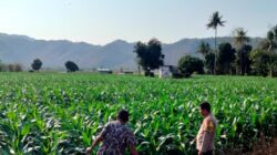 Bhabinkamtibmas Cempi Jaya Pantau Lahan Jagung Warga, Dukung Ketahanan Pangan Nasional