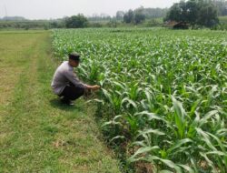 Polsek Jatirogo Turun ke Lahan produktif Desa Paseyan Wujudkan Dukungan Astacita Swasembada Pangan