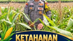 Dukung Ketahanan Pangan Nasional, Polsek Kenduruan Polresta Tuban Pantau Perkembangan Tanaman Jagung Milik Petani