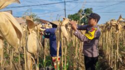 Anggota Polresta Tuban Polsek Bancar Laksanakan Monitoring Panen Jagung di Desa Ngampelrejo