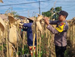 Anggota Polresta Tuban Polsek Bancar Laksanakan Monitoring Panen Jagung di Desa Ngampelrejo