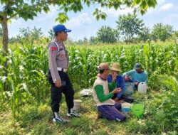 Dukung Ketahanan Pangan, Polsek Tambakboyo Laksanakan Monitoring dan Patroli Dialogis di Lahan Jagung Warga