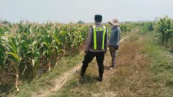 Polri Dukung Astacita, Polsek jenu Polres Tuban Turun Cek Tanaman Jagung Warga di Desa suwalan