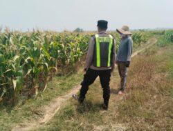 Polri Dukung Astacita, Polsek jenu Polres Tuban Turun Cek Tanaman Jagung Warga di Desa suwalan