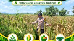 Polsek Plumpang Polresta Tuban Turun Langsung Cek Tanaman Jagung Warga