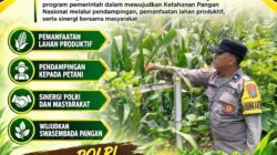 Polri Dukung Astacita, Polsek Rengel Polresta Tuban Turun Cek Tanaman Jagung Warga di Desa Pekuwon