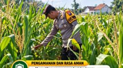 Mendukung Program Ketahanan Pangan, Bhabinkamtibmas Monitoring Pertumbuhan Jagung