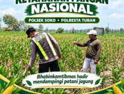Polsek Soko Polresta Tuban Turun Langsung Cek Tanaman Jagung Warga