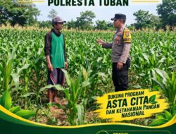 ANGGOTA POLSEK KEREK POLRESTA TUBAN PANTAU PERTUMBUHAN TANAM JAGUNG