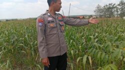 Dukung Astacita Presiden, Kanit Binmas Polsek Kenduruan Polresta Tuban Cek Perkembangan Tanaman Jagung Petani