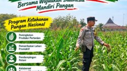 Kawal Swasembada Pangan, Polsek Jatirogo Pantau Langsung Tanaman Jagung di Paseyan