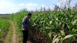 Polsek Parengan Polresta Tuban Pantau Lahan Jagung Warga Desa Pacing Dukung Program Astacita