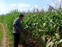 Polsek Parengan Polresta Tuban Pantau Lahan Jagung Warga Desa Pacing Dukung Program Astacita
